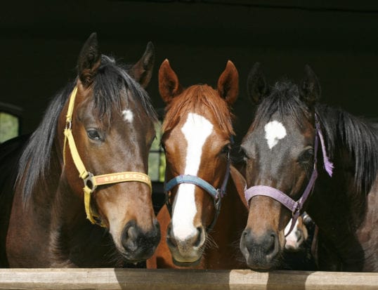 Equine