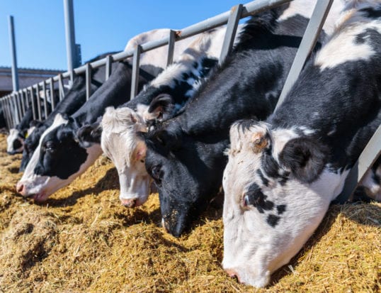 Dairy